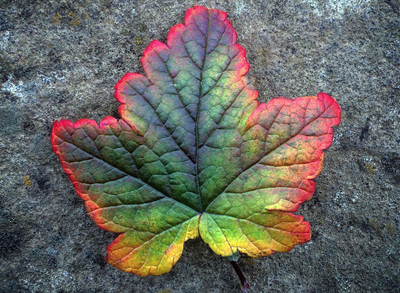 A leaf in different fall colors