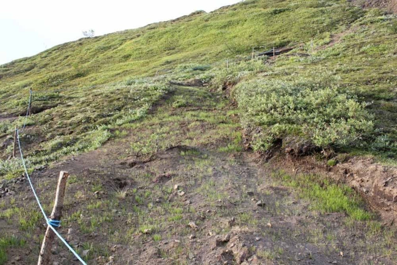 Trail that needs a rest, grass has been planted to prevent soil erosion