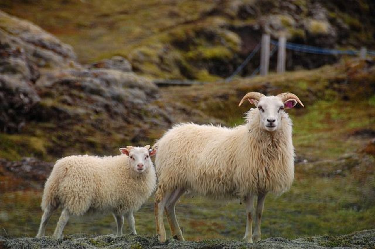 An Icelandic sheep with it's lamb in close to an Icelandic Road. A common sight in Iceland.