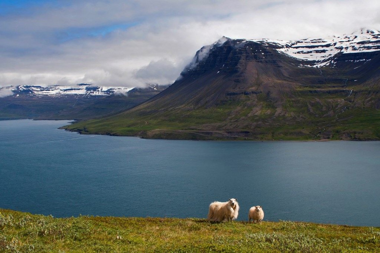 A sheep and her lamb standing on a green hill with a sea, mountains and the fjord behind in summer